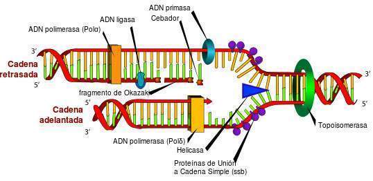 replicacion